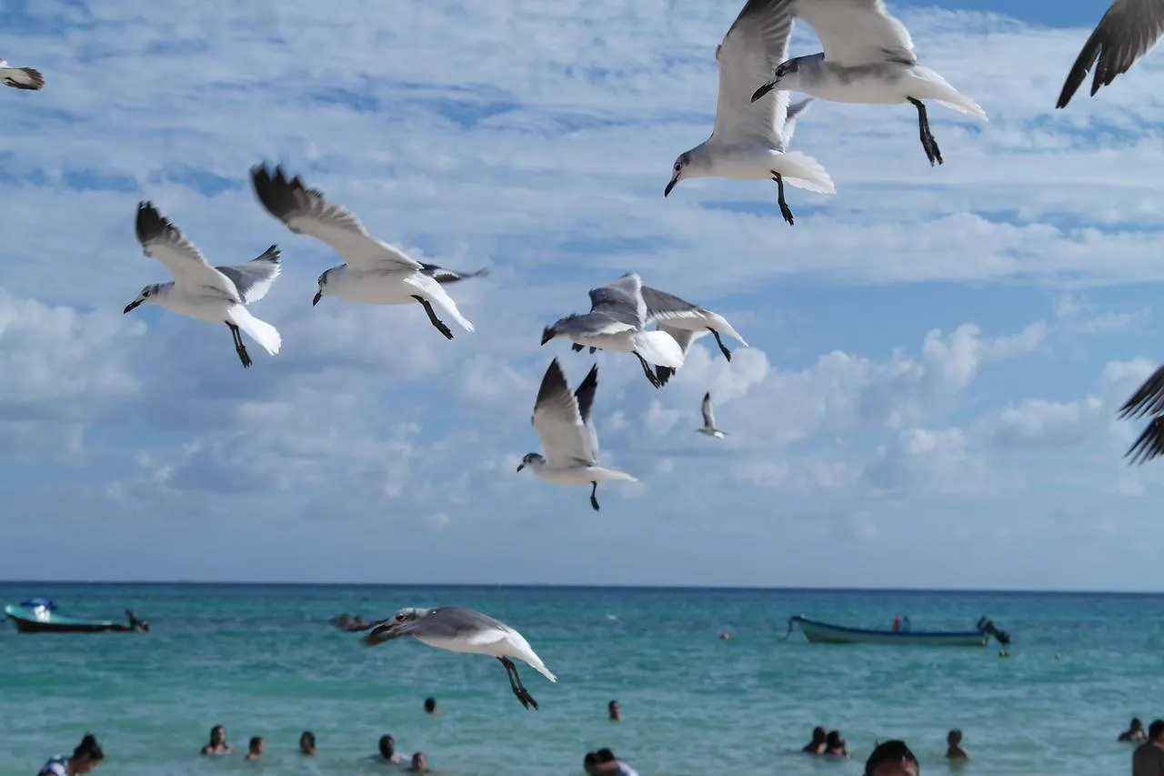 **  Casa Tucan Hotel Playa del Carmen Mexico